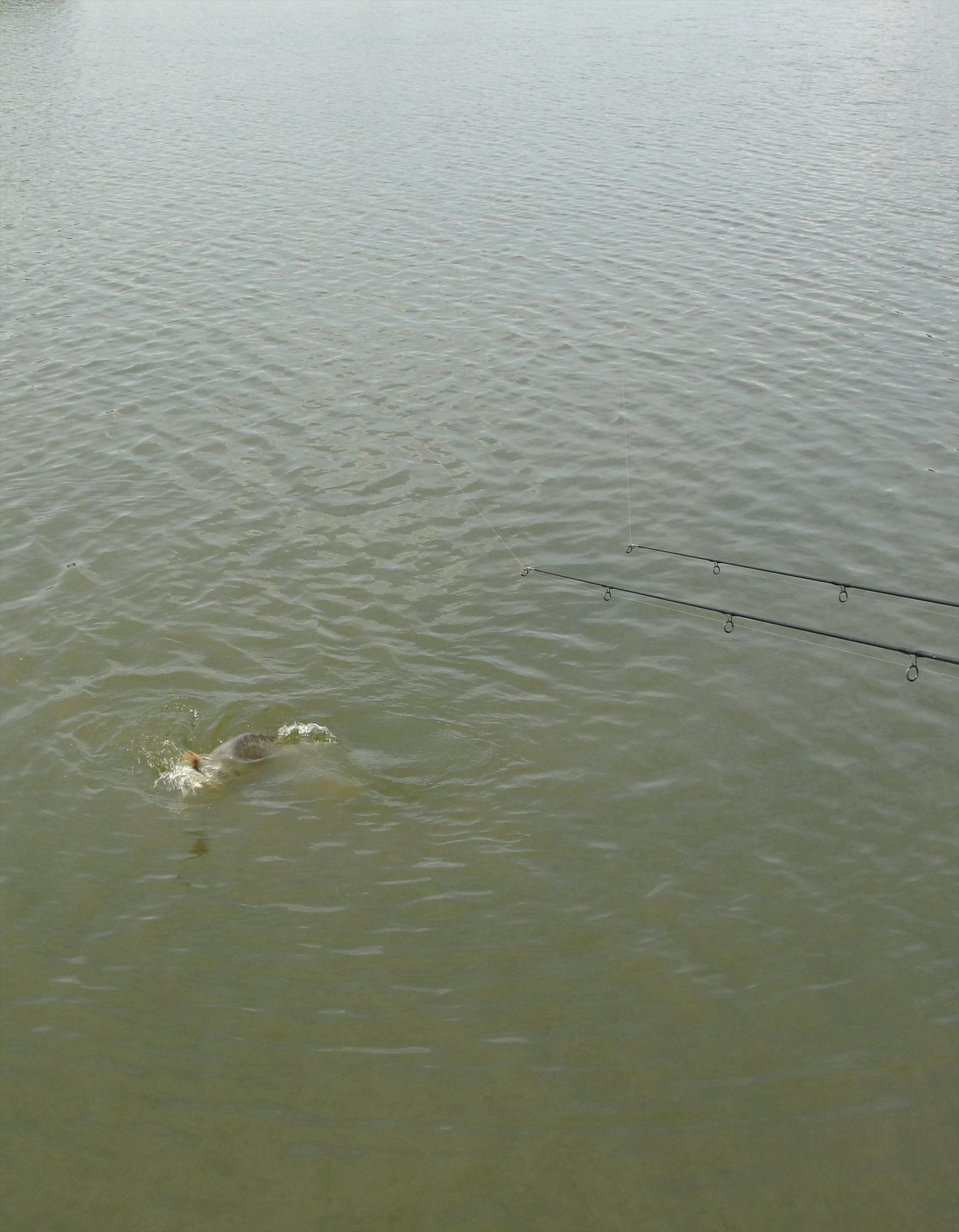 Moara Vlasiei 2 9 - 9 iun. - unul mai bataios